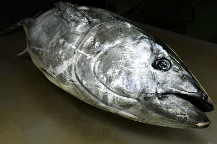 赤身の魚