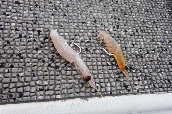 イサキ釣り餌の付け方