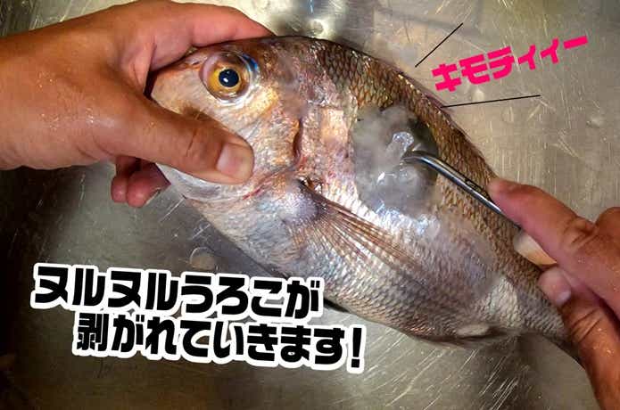 がまかつのうろこ取りで作業