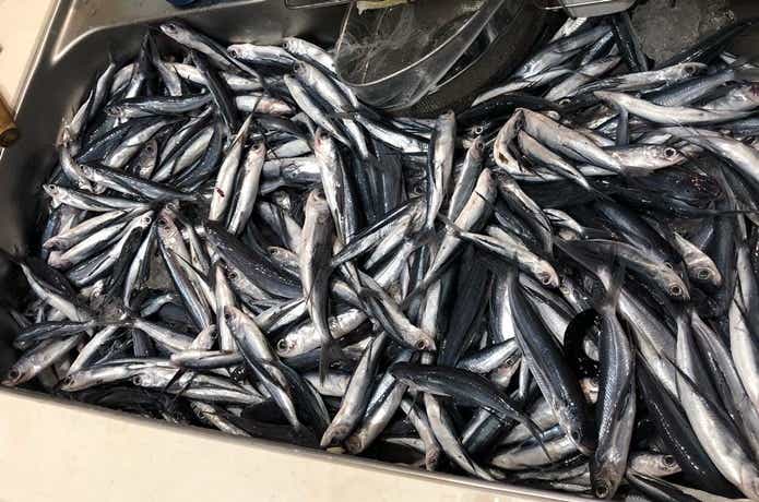 大量のトビウオ