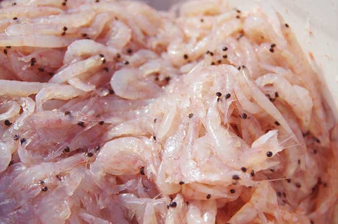 釣りエサの画像