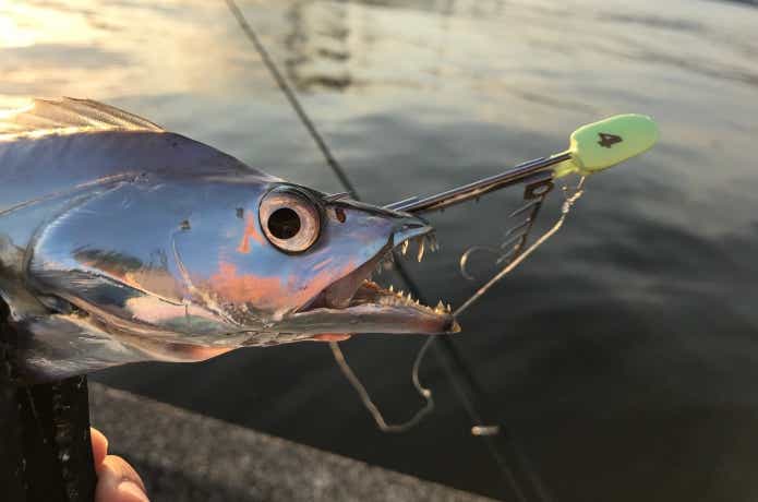 太刀魚ゲッターの画像