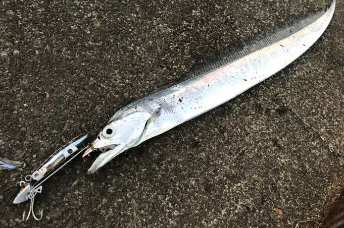 太刀魚ゲッターの画像
