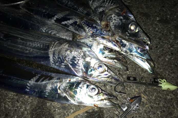 太刀魚ゲッターの画像
