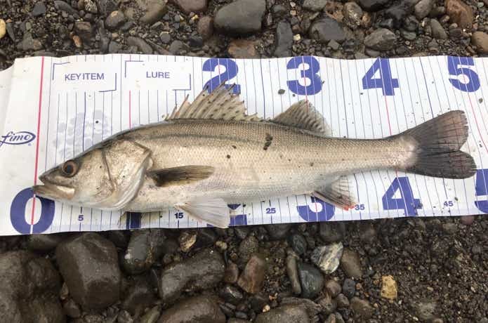 ブッコミ釣りの画像