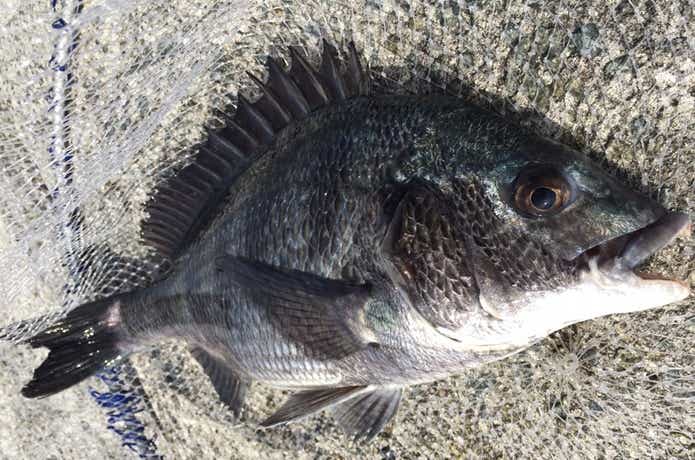 ブッコミ釣りの画像