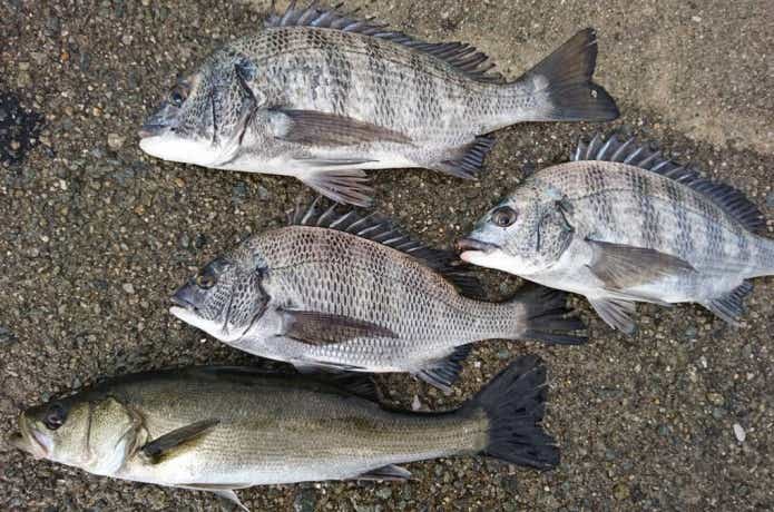 ブッコミ釣りの画像