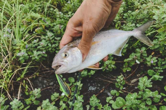 シオ　ショゴ　釣り