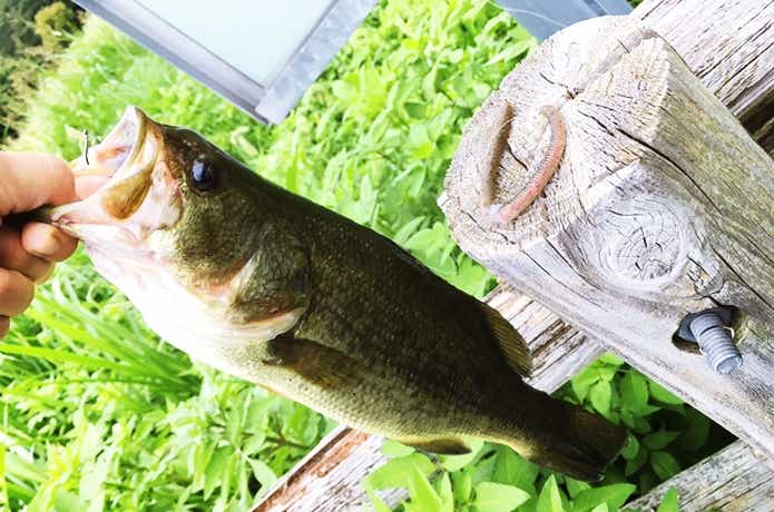 釣って身切れしてしまったフリックシェイクサイトマジック
