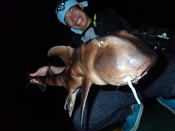 ネコザメの画像