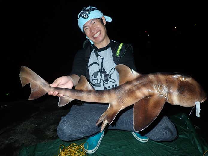 ネコザメの画像