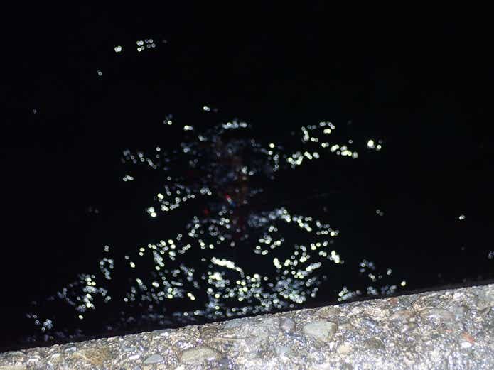 ネコザメの画像