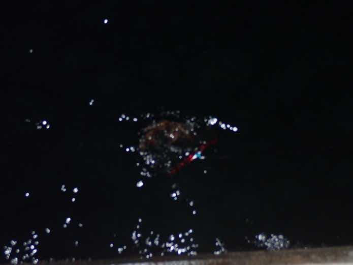 ネコザメの画像