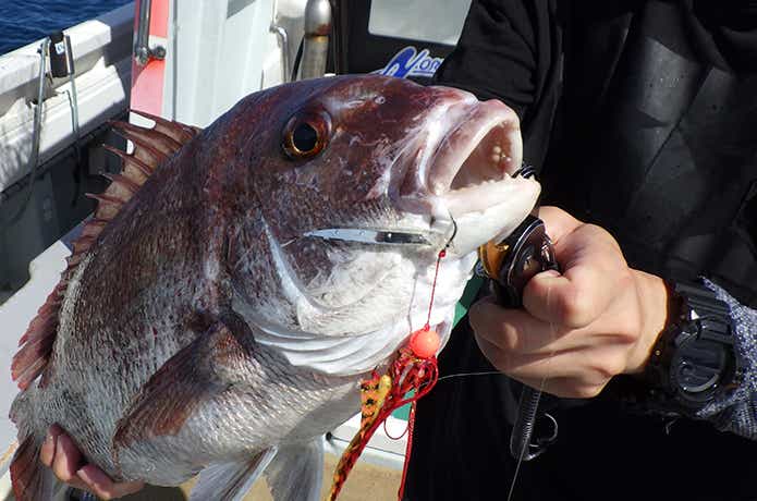タイラバワームで釣ったマダイ