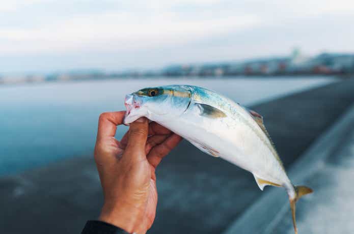 シオ　ショゴ　釣り
