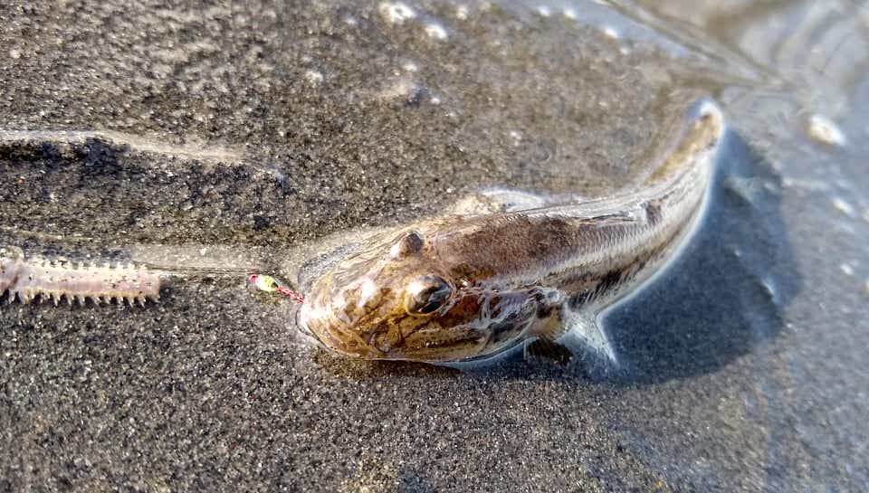 釣れたハゼ