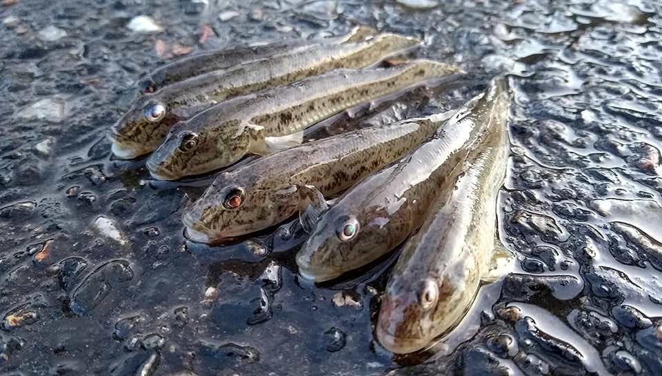 ハゼの釣果画像