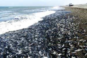 死の海（青潮、赤潮）