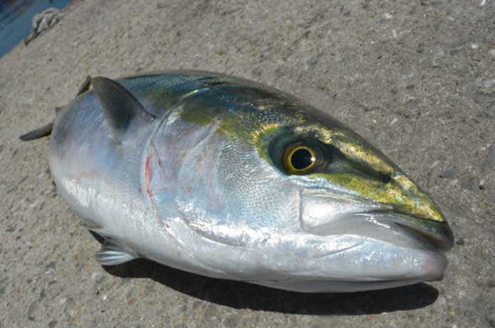 泳がせ釣りの画像