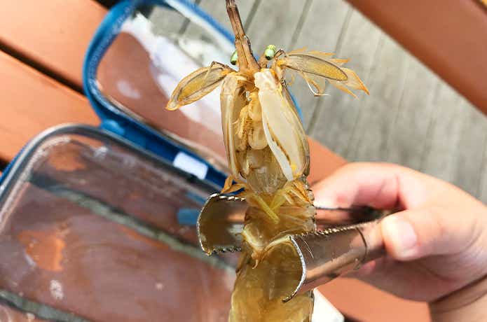 シャコ