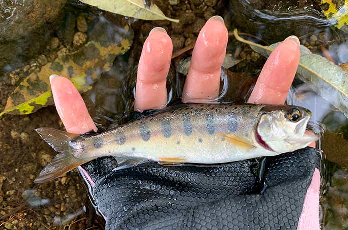 北海道の渓流釣り
