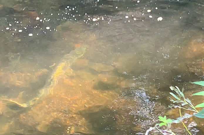 北海道のサケの遡上