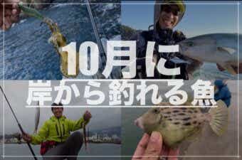 【10月】に岸から釣れるおすすめの魚｜1年で1番釣れる時期です