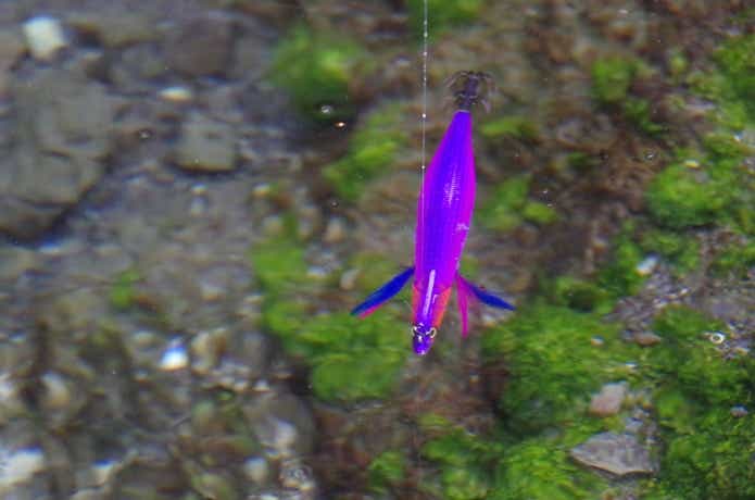 エギングのリーダーの画像