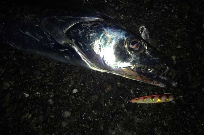 タチウオのルアー釣り