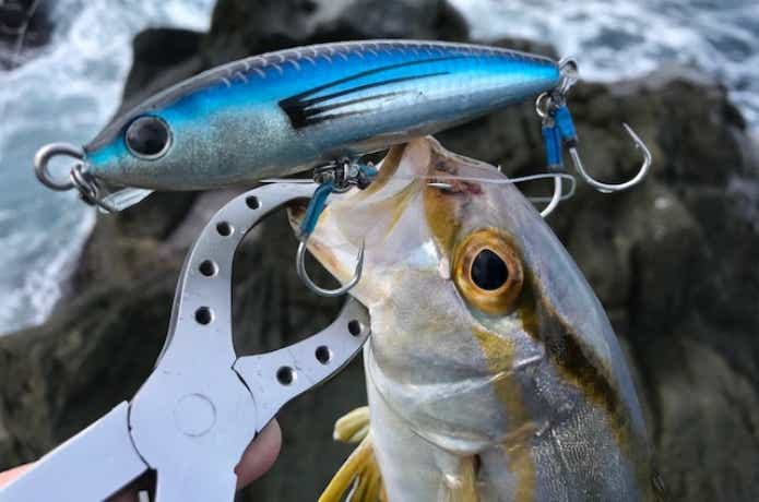 神津島で釣れたショゴ