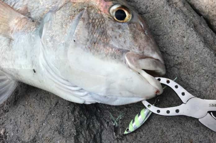 神津島で釣れたマダイ