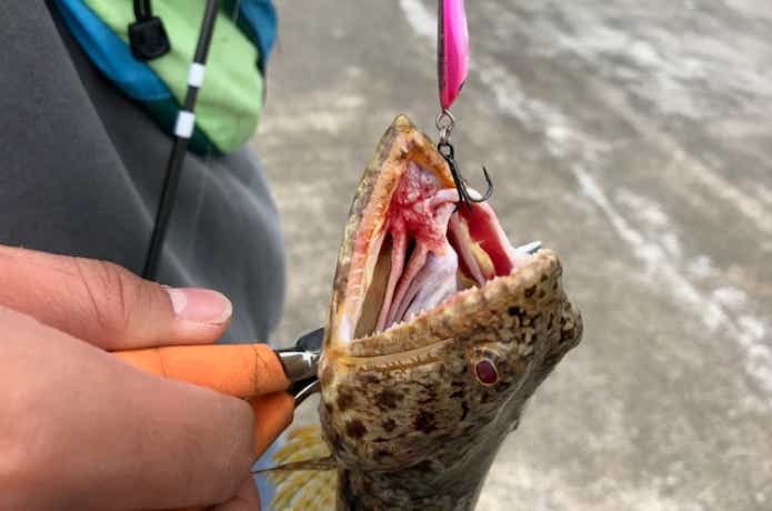 神津島で釣れたエソ