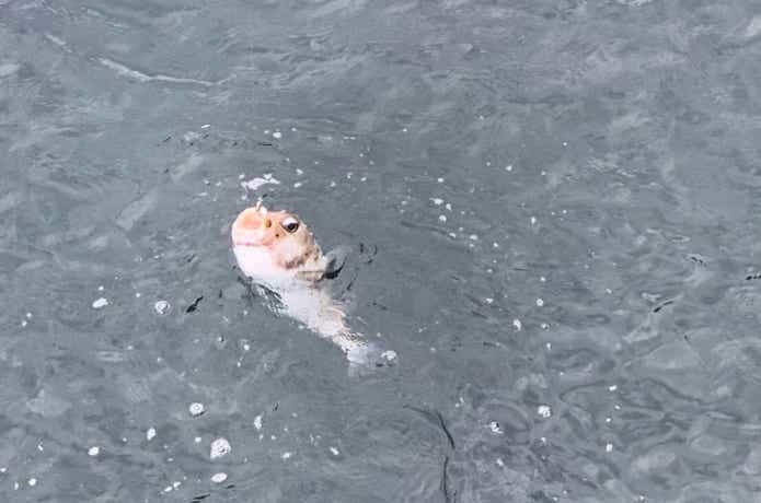 神津島で釣れたイシガキフグ
