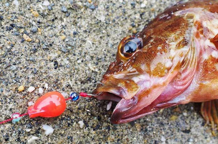 ジャッカル エッグショットの釣果