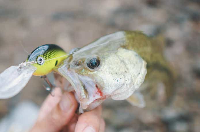 ダイソー　ルアー