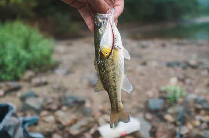 ダイソー　ルアー