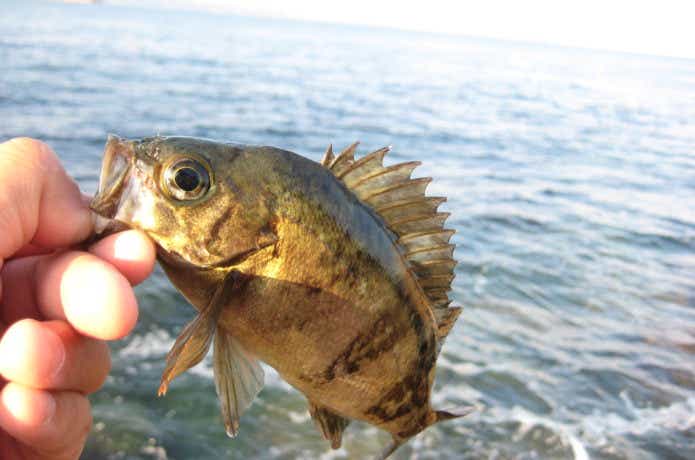 メジャークラフト ジグパラ マイクロの釣果