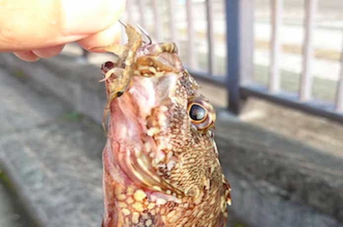 カサゴの餌の画像