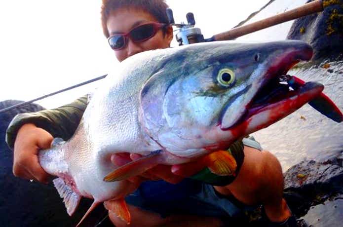 銀色のカラフトマス