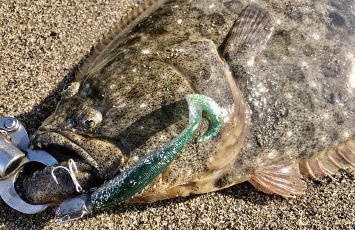 ルアーで釣れたヒラメ