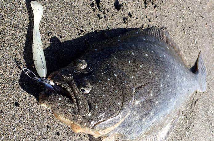 メタルドライブの釣果