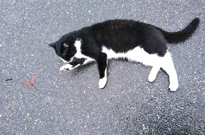 加賀フィッシングエリアの猫