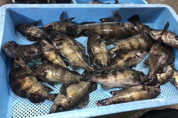 メバルサビキの釣果