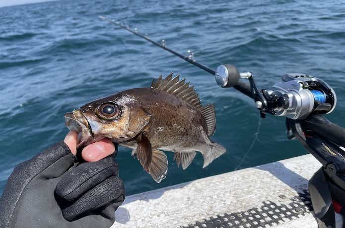 サビキで釣ったメバル