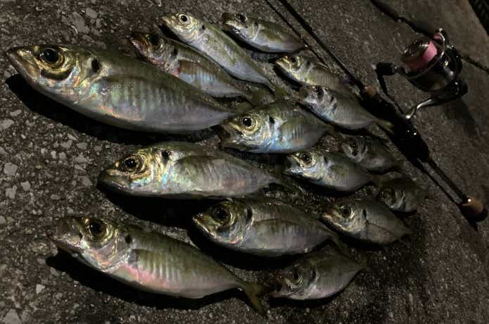 愛媛の釣りの画像