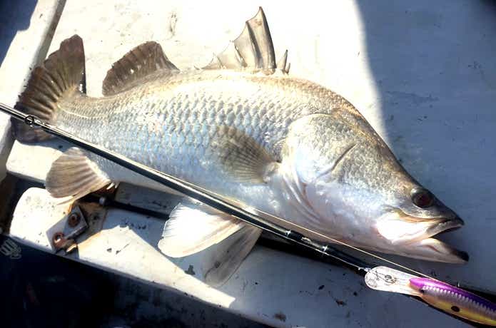バラマンディの釣り