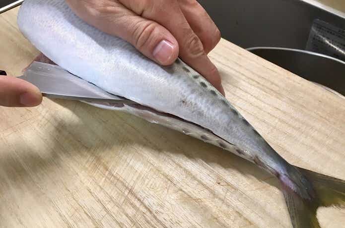 尻尾の付け根から切り込みを入れます