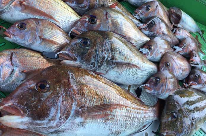 鯛ラバで釣った鯛