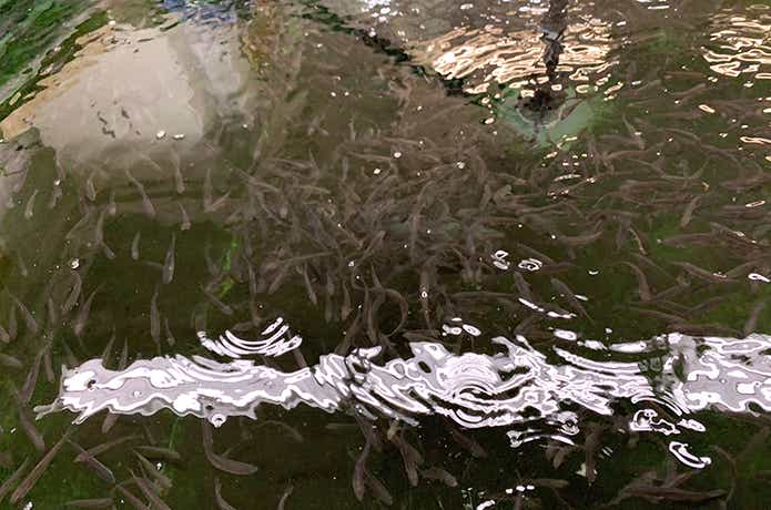 釣り掘カフェの水槽