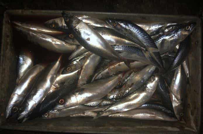 対馬の釣りの画像
